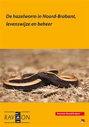 De hazelworm in Noord-Brabant, levenswijze en beheer