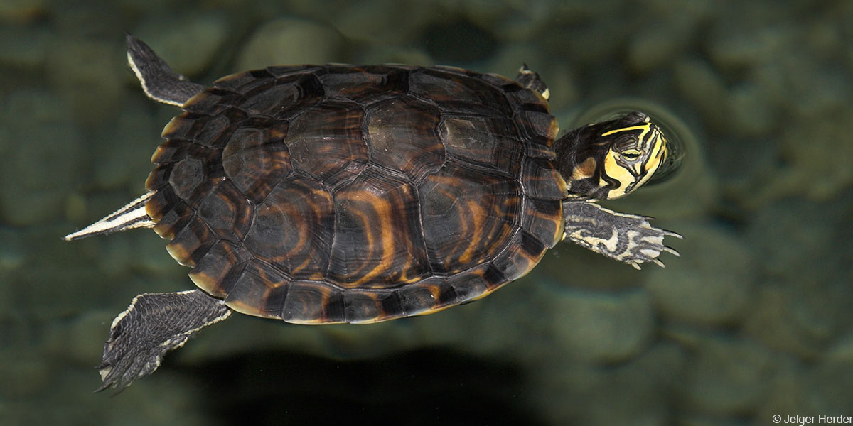 Geelbuikschildpad. Foto: Jelger Herder
