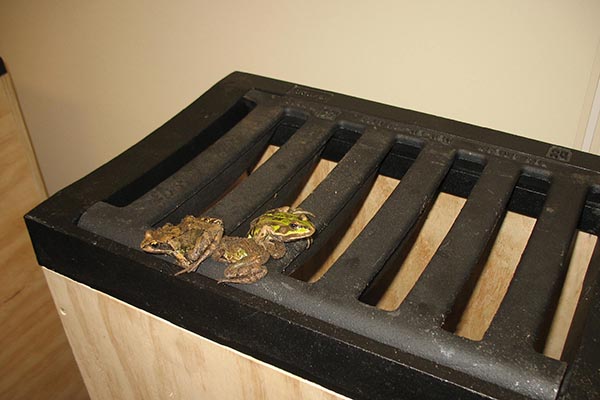 Straatkolk experiment met uikruipende bruine kikkers - foto Annemarie van Diepenbeek