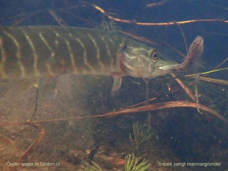 Snoek vangt marmergrondel. Foto: Onder Water Leiden.nl